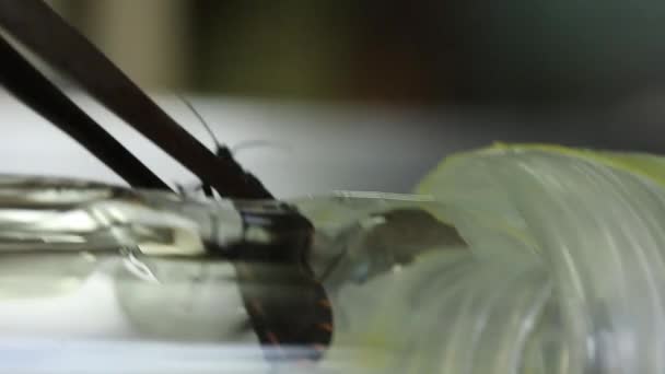 Y - geformtes Olfaktometer-Experiment zum Testen von Chagas-Käfern — Stockvideo