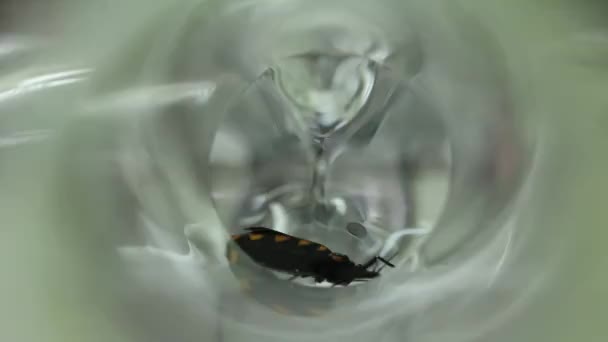 Y - geformtes Olfaktometer-Experiment zum Testen von Chagas-Käfern — Stockvideo