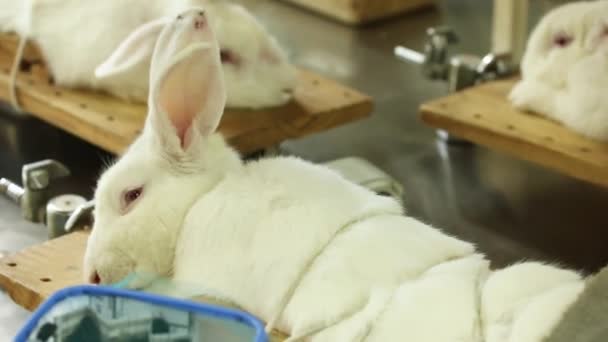 Coelhos de laboratório se preparando para a experiência — Vídeo de Stock