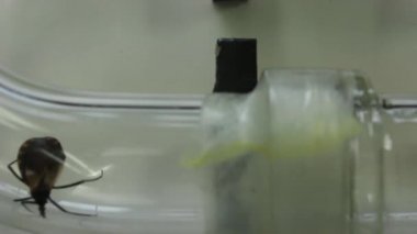 Y - şekilli olfactometer deney test Chagas hata