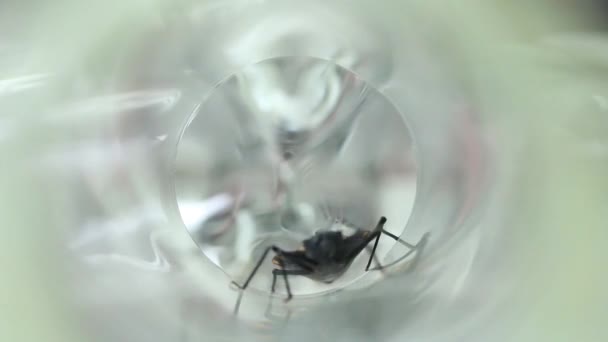 Y - test expérimental olfactométrique en forme de bug Chagas 