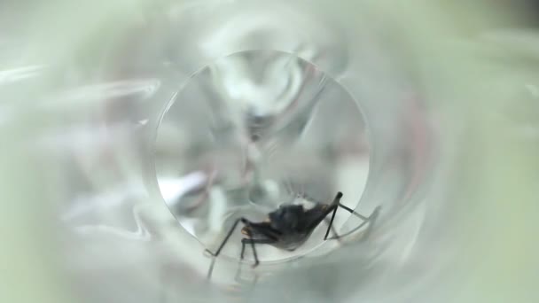 Vormig Olfactometer Experiment Test Chagas Bug — Stockvideo