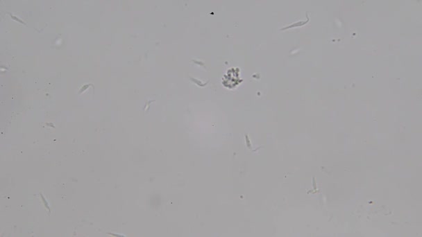 Mikroskopické Zobrazení Trypanosoma Původce Usmrcujících Chorob Chagas — Stock video