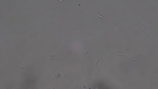 Trypanosoma Cruzi Microscope View Agent Human Killing Chagas Disease — Stock Video