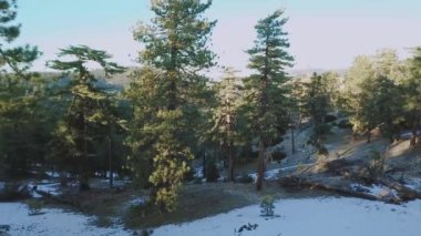 Kaliforniya çam ağacı ormanıhavadan çekilmiş