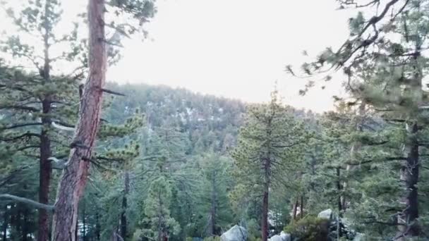 Aerial shot of Californian pine tree forest — Stock Video