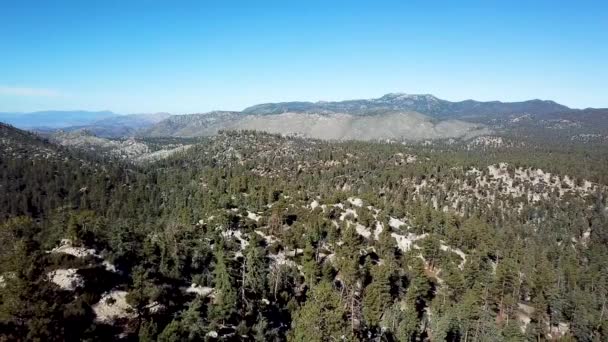 Luchtfoto van Californian Pine tree forest — Stockvideo