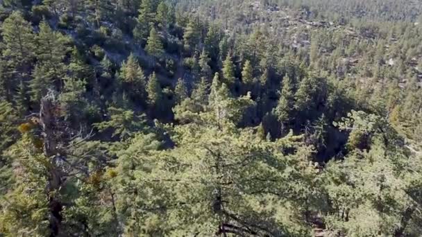 Luchtfoto van Californian Pine tree forest — Stockvideo