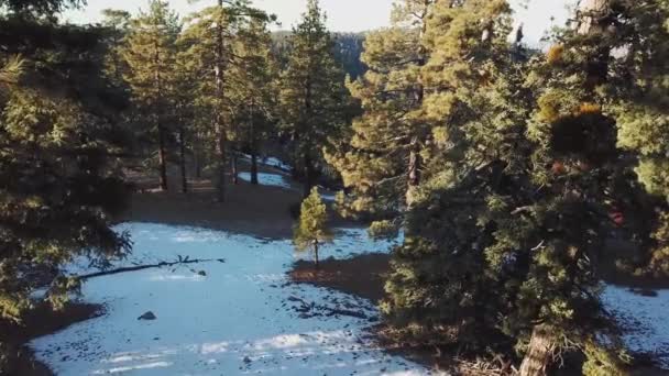 Aerial shot of Californian pine tree forest — Stock Video