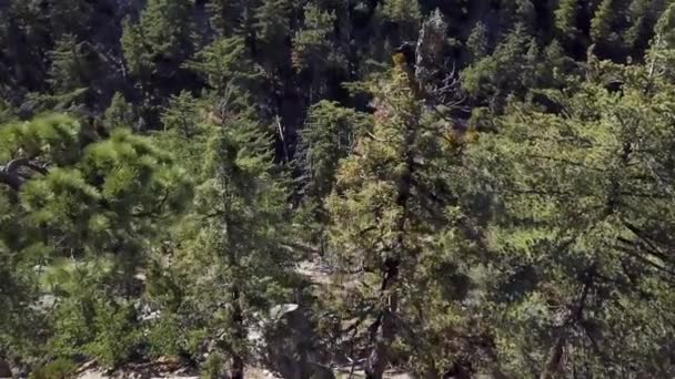 Aerial shot of Californian pine tree forest — Stock Video