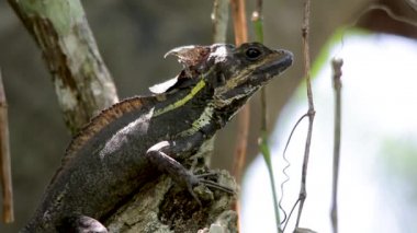 Kahverengi basilisk bir ağaç üzerinde dinlenme