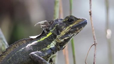 kahverengi basilisk baş üzerinde çalışan karıncalar