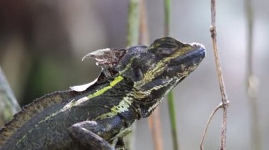 kahverengi basilisk baş üzerinde çalışan karıncalar