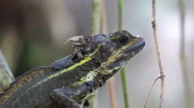 kahverengi basilisk baş üzerinde çalışan karıncalar