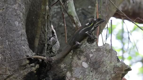 Basilisco marrón descansando sobre un árbol — Vídeos de Stock
