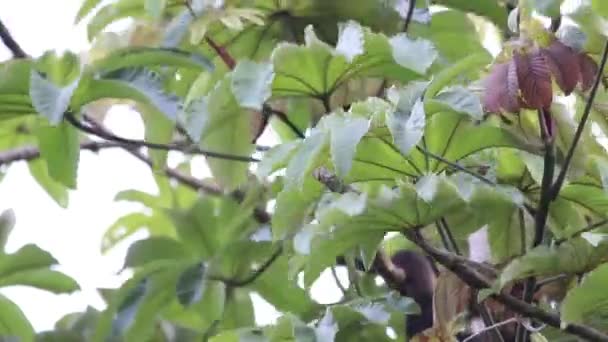Mexikanischer Brüllaffe hängt in den Bäumen — Stockvideo