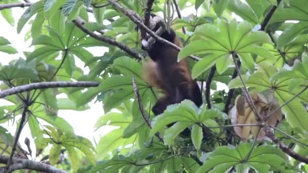 Urlatore messicano scimmia appeso tra gli alberi — Video Stock