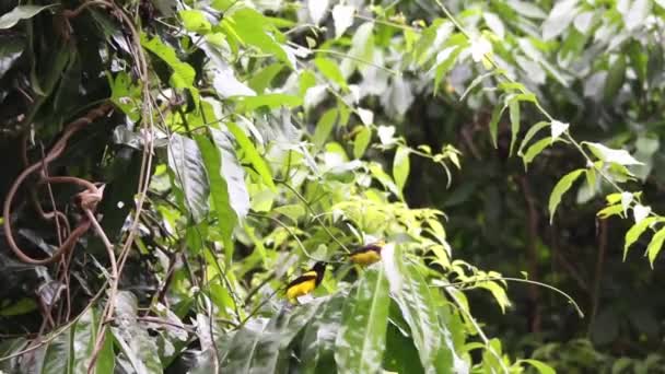 Par de pássaros amarelos brincando na floresta tropical — Vídeo de Stock