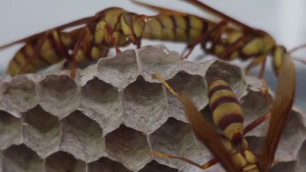 Мексиканские осы заботятся о своих детях — стоковое видео