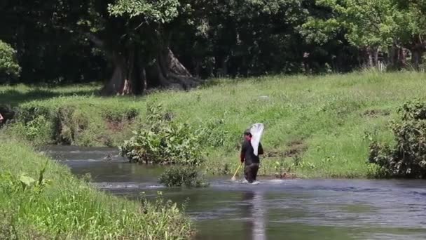 Biólogos trabajando en un río, atrapando libélulas — Vídeo de stock