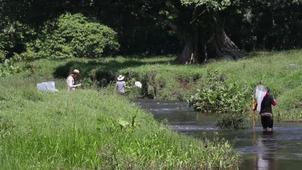 川で働く生物学者、トンボを捕まえる — ストック動画