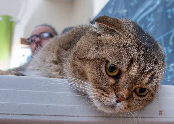 Primo piano di un dolce gatto piega scozzese — Foto Stock