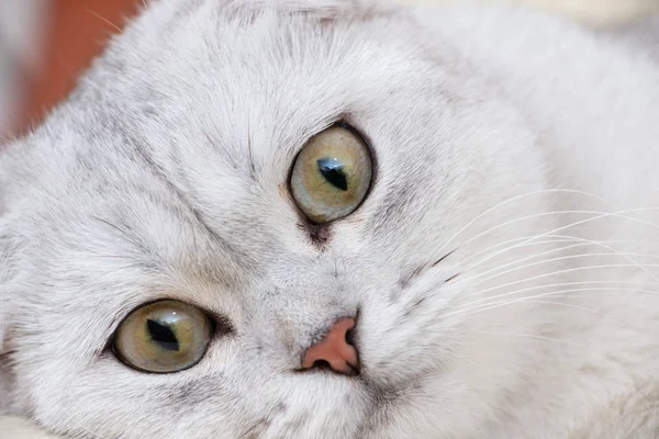 Retrato de cerca de un hermoso gato escocés plegable —  Fotos de Stock