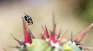 Metalik mavi sinek kochal kaktüs kazığına tünemiş.