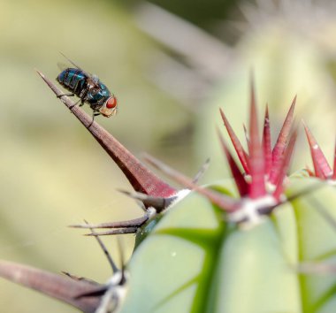 Metalik mavi sinek kochal kaktüs kazığına tünemiş.