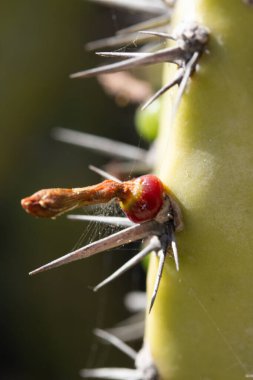 Cochal kaktüsünün ayrıntıları, Myrtillocactus cochal