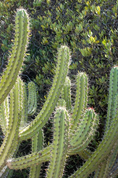 Cacto Cochal Myrtillocactus Cochal Costa Oeste Baja California — Fotografia de Stock