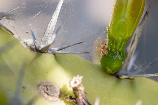 Winzige Spinne Klettert Auf Cochalkaktus Mexiko — Stockfoto