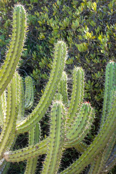 Cacto Cochal Myrtillocactus Cochal Costa Oeste Baja California — Fotografia de Stock