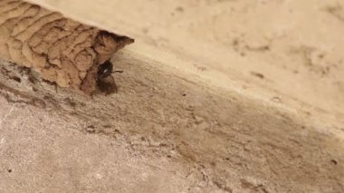 Çamur dauber eşekarısı yuvalarını inşa ediyor ve etkileşime geçiyor