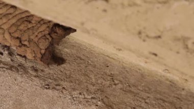 Çamur dauber eşekarısı yuvalarını inşa ediyor ve etkileşime geçiyor 