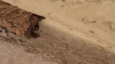 Çamur dauber eşekarısı yuvalarını inşa ediyor ve etkileşime geçiyor 