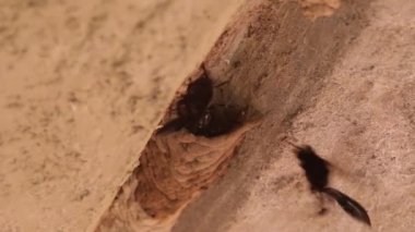 Çamur dauber eşekarısı yuvalarını inşa ediyor ve etkileşime geçiyor 