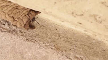 Çamur dauber eşekarısı yuvalarını inşa ediyor ve etkileşime geçiyor 