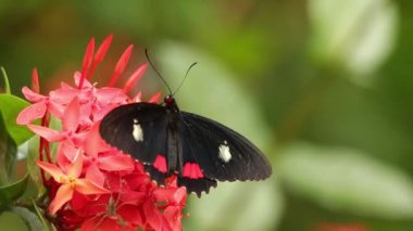 Heliconius kelebeği Batı Hint yaseminiyle besleniyor.