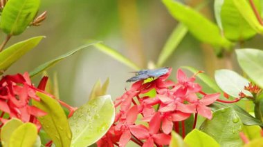 Tarım kelebeği Batı Hint yaseminiyle besleniyor.