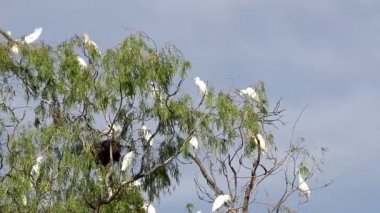 Bubulcus Ibis, Sığır Akbalıkçıl Kolonisi.