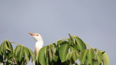 Bubulcus Ibis, Sığır Akbalıkçıl Kolonisi.