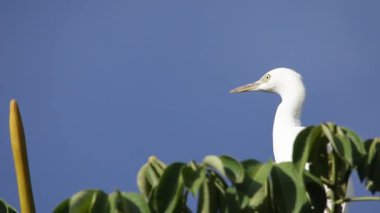 Bubulcus Ibis, Sığır Akbalıkçıl Kolonisi.