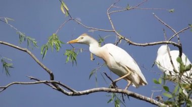 Bubulcus Ibis, Sığır Akbalıkçıl Kolonisi.
