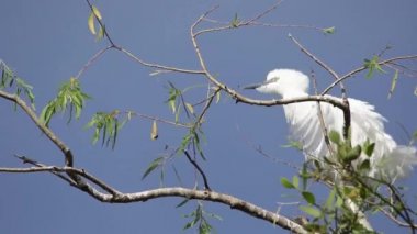 Bubulcus Ibis, Sığır Akbalıkçıl Kolonisi.