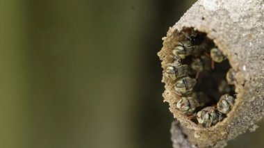 Melipona, Meksika 'nın yerlisi iğnesiz arılar