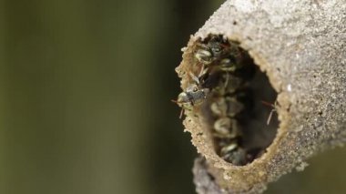 Melipona, Meksika 'nın yerlisi iğnesiz arılar