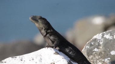 Siyah iguana, güneşin altında okyanusun yanında dinleniyor.