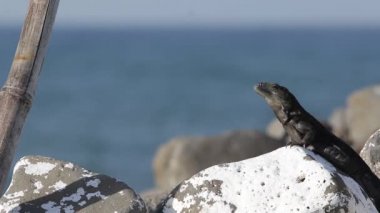 Siyah iguana, güneşin altında okyanusun yanında dinleniyor.