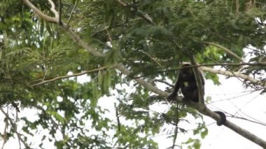 Meksika uluyan maymunu (Alouatta palliata mexicana)